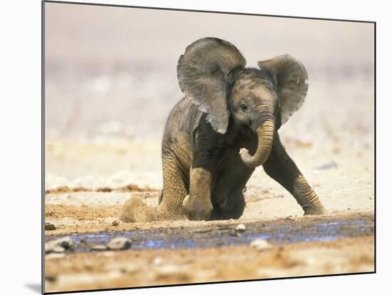 African Elephant Calf on Knees by Water, Kaokoland, Namibia-Tony Heald-Mounted Photographic Print