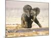 African Elephant Calf on Knees by Water, Kaokoland, Namibia-Tony Heald-Mounted Photographic Print