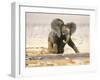 African Elephant Calf on Knees by Water, Kaokoland, Namibia-Tony Heald-Framed Photographic Print