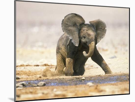 African Elephant Calf on Knees by Water, Kaokoland, Namibia-Tony Heald-Mounted Photographic Print