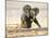 African Elephant Calf on Knees by Water, Kaokoland, Namibia-Tony Heald-Mounted Photographic Print