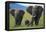 African Elephant Calf Walking between Adults-DLILLC-Framed Stretched Canvas