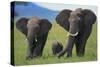 African Elephant Calf Walking between Adults-DLILLC-Stretched Canvas