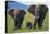 African Elephant Calf Walking between Adults-DLILLC-Stretched Canvas