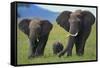 African Elephant Calf Walking between Adults-DLILLC-Framed Stretched Canvas