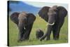 African Elephant Calf Walking between Adults-DLILLC-Stretched Canvas