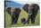 African Elephant Calf Walking between Adults-DLILLC-Stretched Canvas