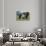 African Elephant Calf Walking between Adults-DLILLC-Stretched Canvas displayed on a wall