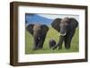 African Elephant Calf Walking between Adults-DLILLC-Framed Premium Photographic Print