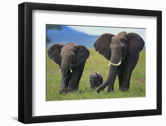 African Elephant Calf Walking between Adults-DLILLC-Framed Photographic Print