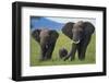 African Elephant Calf Walking between Adults-DLILLC-Framed Photographic Print