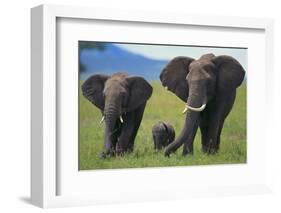 African Elephant Calf Walking between Adults-DLILLC-Framed Photographic Print