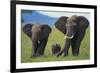 African Elephant Calf Walking between Adults-DLILLC-Framed Photographic Print