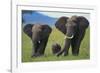 African Elephant Calf Walking between Adults-DLILLC-Framed Photographic Print