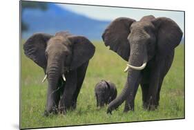 African Elephant Calf Walking between Adults-DLILLC-Mounted Photographic Print