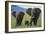 African Elephant Calf Walking between Adults-DLILLC-Framed Photographic Print