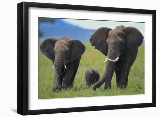 African Elephant Calf Walking between Adults-DLILLC-Framed Photographic Print