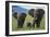 African Elephant Calf Walking between Adults-DLILLC-Framed Photographic Print