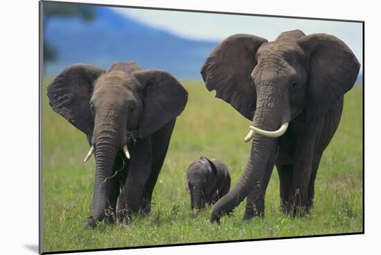 African Elephant Calf Walking between Adults-DLILLC-Mounted Photographic Print