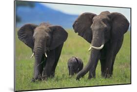 African Elephant Calf Walking between Adults-DLILLC-Mounted Photographic Print