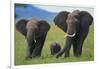 African Elephant Calf Walking between Adults-DLILLC-Framed Photographic Print