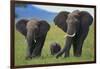 African Elephant Calf Walking between Adults-DLILLC-Framed Photographic Print