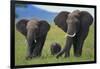 African Elephant Calf Walking between Adults-DLILLC-Framed Photographic Print