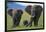 African Elephant Calf Walking between Adults-DLILLC-Framed Photographic Print