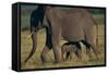 African Elephant Calf Walking underneath Mother-DLILLC-Framed Stretched Canvas