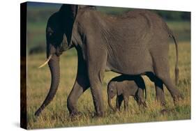 African Elephant Calf Walking underneath Mother-DLILLC-Stretched Canvas