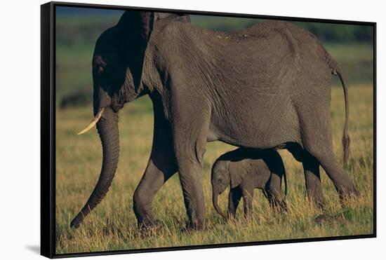 African Elephant Calf Walking underneath Mother-DLILLC-Framed Stretched Canvas