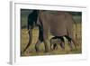 African Elephant Calf Walking underneath Mother-DLILLC-Framed Photographic Print