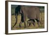 African Elephant Calf Walking underneath Mother-DLILLC-Framed Photographic Print