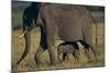 African Elephant Calf Walking underneath Mother-DLILLC-Mounted Photographic Print