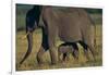 African Elephant Calf Walking underneath Mother-DLILLC-Framed Photographic Print