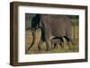 African Elephant Calf Walking underneath Mother-DLILLC-Framed Photographic Print