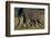 African Elephant Calf Walking underneath Mother-DLILLC-Framed Photographic Print