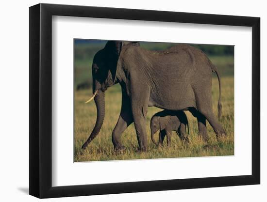 African Elephant Calf Walking underneath Mother-DLILLC-Framed Photographic Print