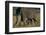 African Elephant Calf Walking underneath Mother-DLILLC-Framed Photographic Print