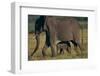 African Elephant Calf Walking underneath Mother-DLILLC-Framed Photographic Print