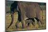 African Elephant Calf Walking underneath Mother-DLILLC-Mounted Photographic Print