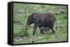 African Elephant Calf Walking underneath Parent-DLILLC-Framed Stretched Canvas