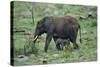 African Elephant Calf Walking underneath Parent-DLILLC-Stretched Canvas