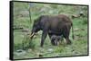 African Elephant Calf Walking underneath Parent-DLILLC-Framed Stretched Canvas