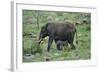 African Elephant Calf Walking underneath Parent-DLILLC-Framed Photographic Print