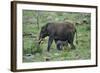 African Elephant Calf Walking underneath Parent-DLILLC-Framed Photographic Print