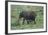 African Elephant Calf Walking underneath Parent-DLILLC-Framed Photographic Print