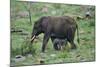 African Elephant Calf Walking underneath Parent-DLILLC-Mounted Photographic Print