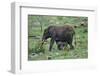 African Elephant Calf Walking underneath Parent-DLILLC-Framed Photographic Print