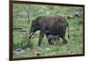 African Elephant Calf Walking underneath Parent-DLILLC-Framed Photographic Print